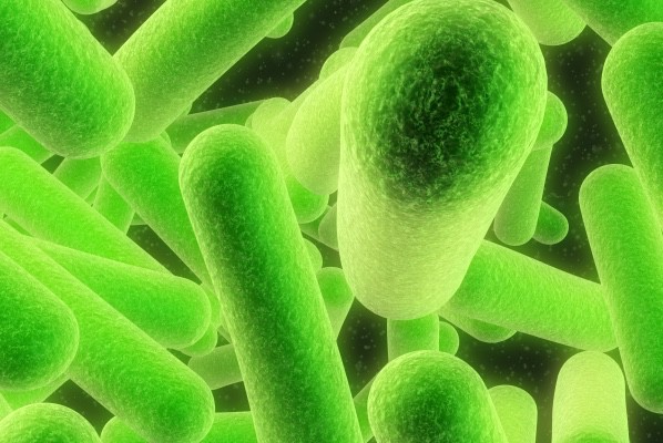 Bacteria Production Microbial Cultures Effca